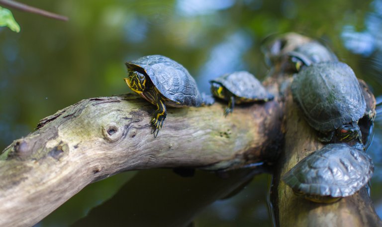 animals-nature-tree-branches-71101.jpg