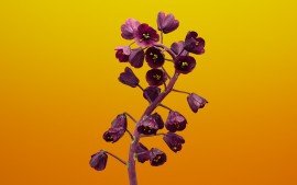 fritillaria_flower_ios_11_stock-t1.jpg