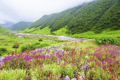 valley-of-flowers-nainital.jpg