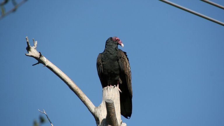 vulture07.JPG