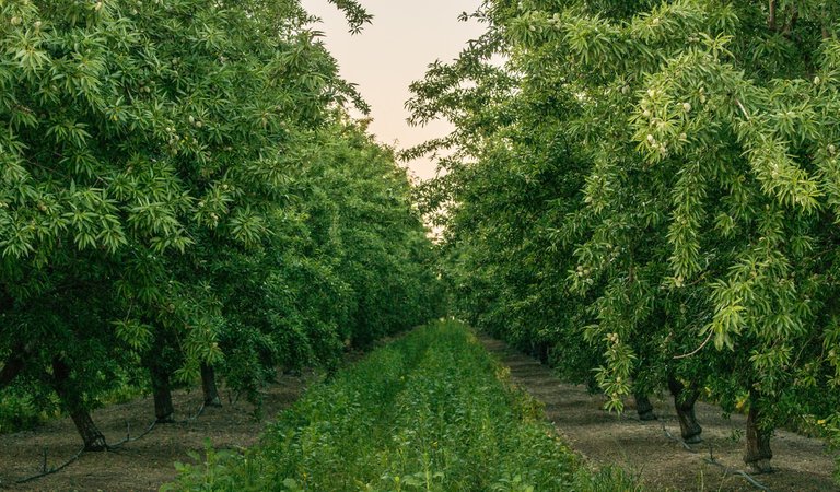 almond orchard.jpg