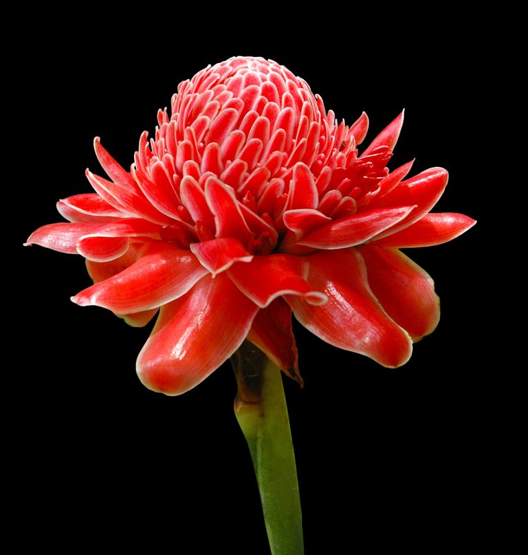 torch-ginger-230719_1920.jpg