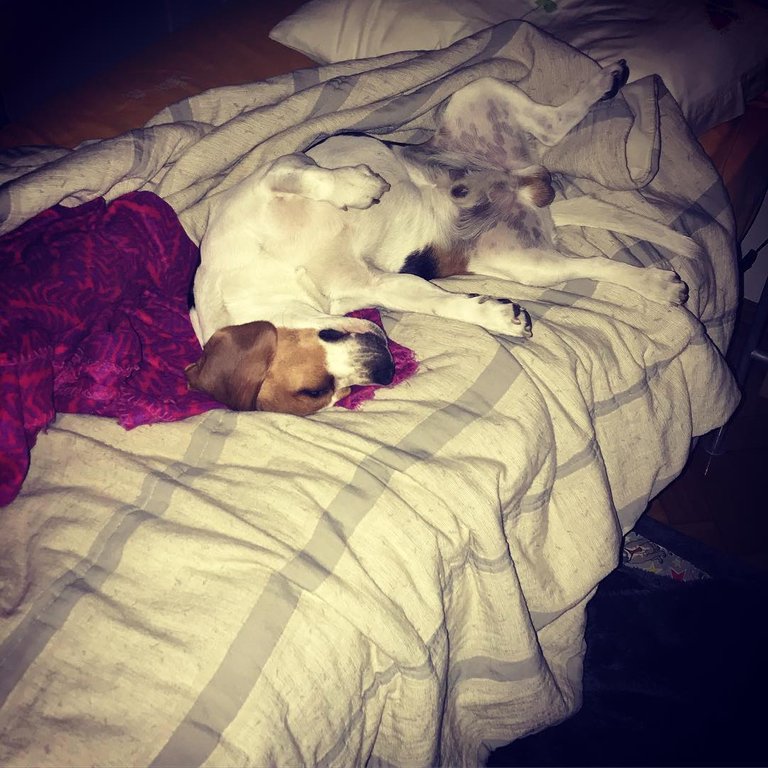 beagle durmiendo.jpg