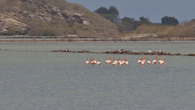 11171972476-birds-of-curacao (FILEminimizer).jpg