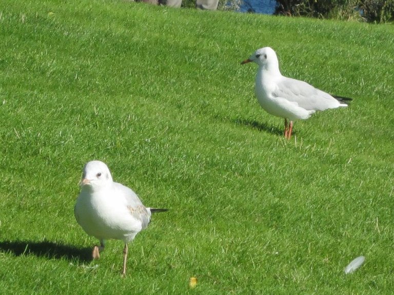 Gaviotas.jpg