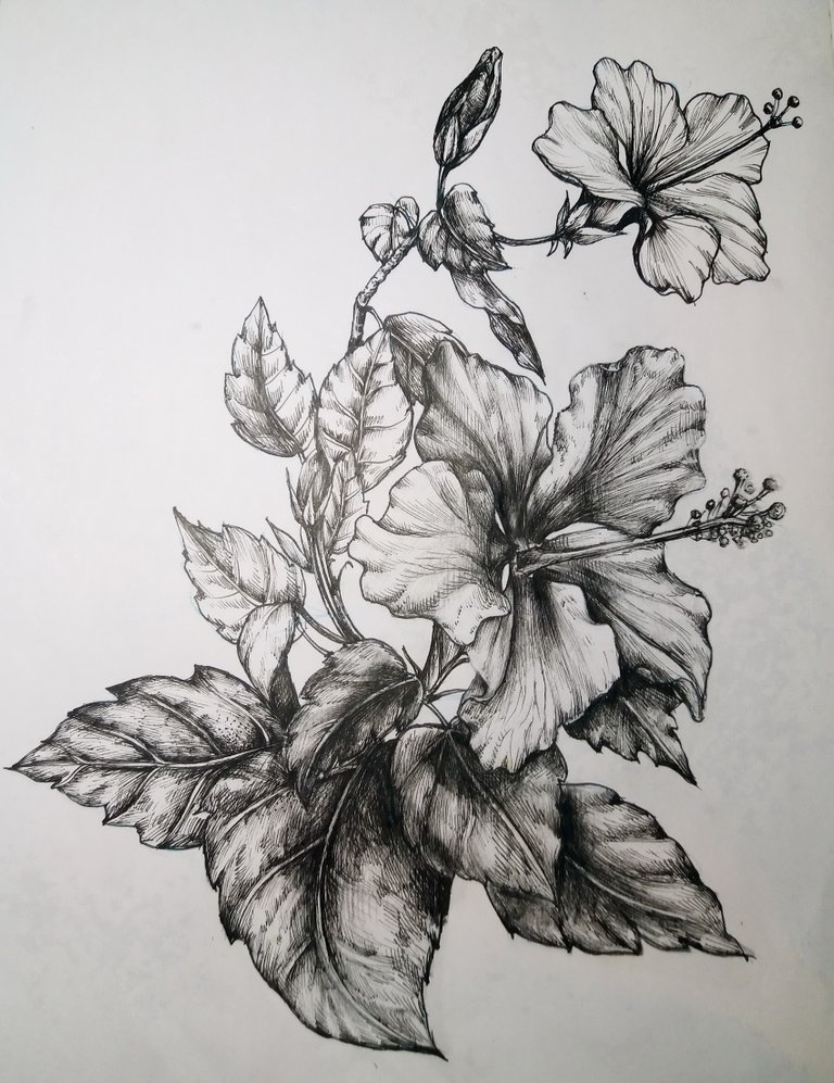 hibiscus ชบา.jpg