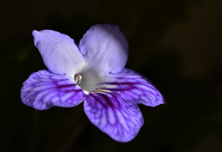 Streptocarpus mom baby 2.jpg