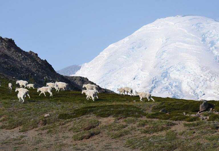 GOats on the run with mountain.JPG