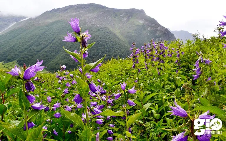 valley-of-flowers-01-2.JPG