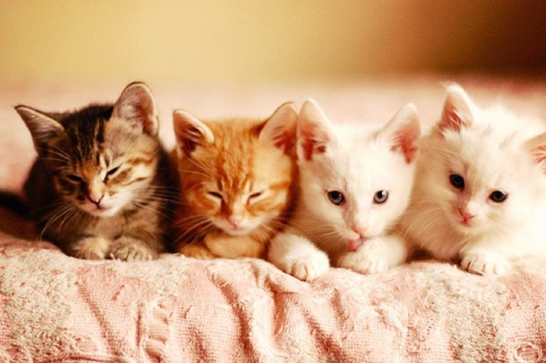68888__cute-kittens_p.jpg