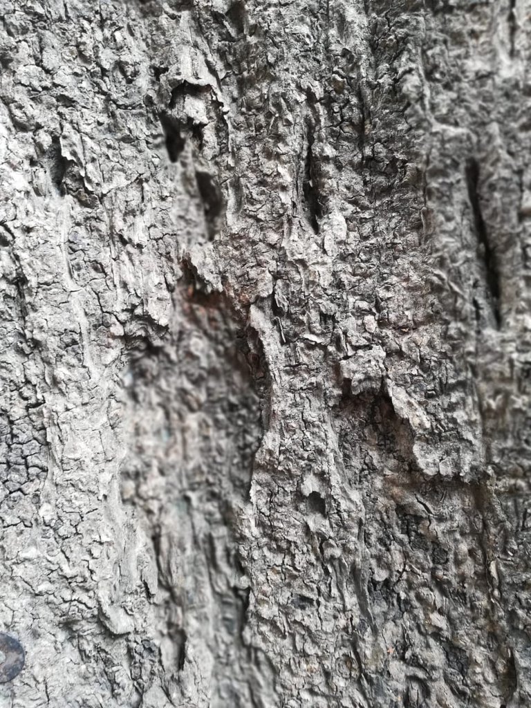 tree bark 11.jpeg