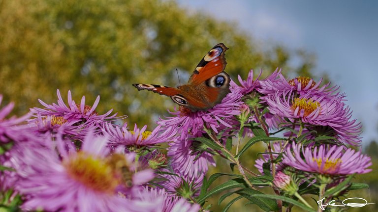 2018-10-Butterfly-European-Peacock-02.jpg