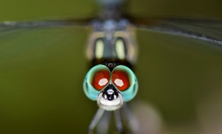 dragonfly-1587252_960_720.jpg