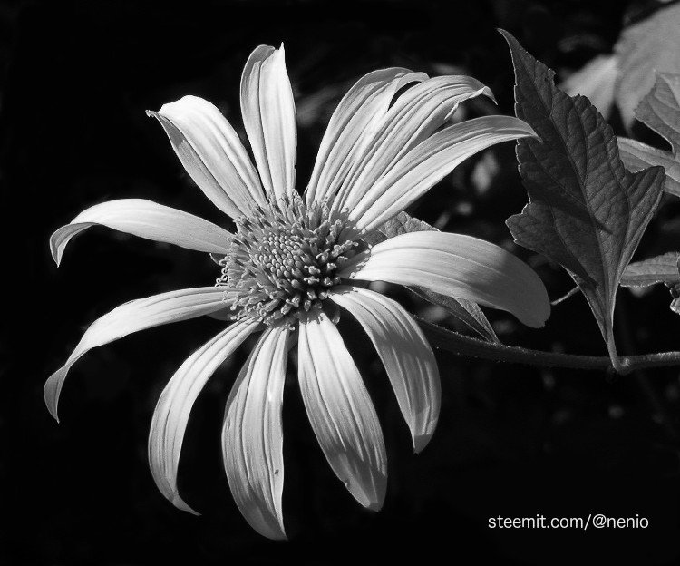 arnica-bw.jpg