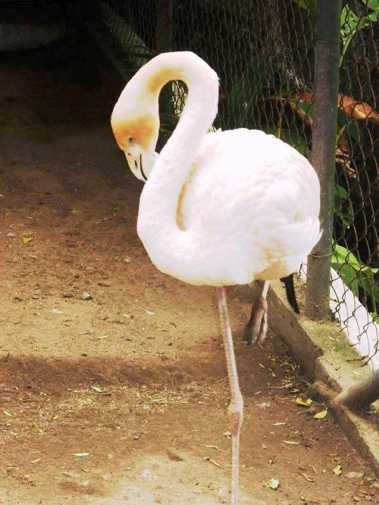 Flamenco Andino.jpg