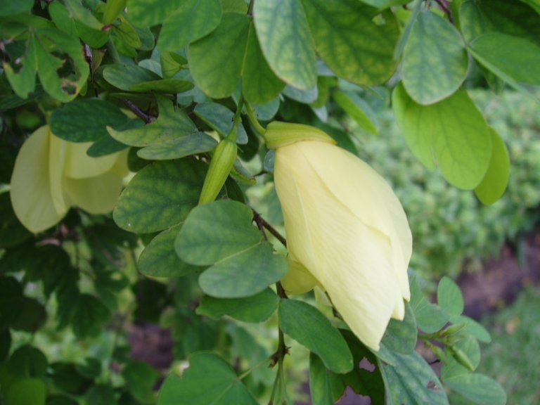 Queen Sirikit Park yellow flowers