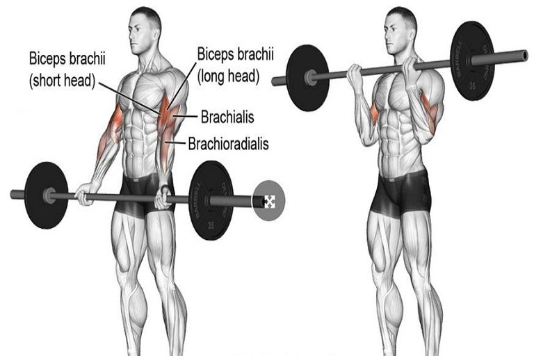 Regular-Grip Barbell Curl.JPG