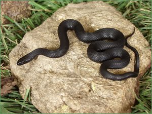 Awesome-Black-Garden-Snake-92-On-Excellent-Decorating-Home-Ideas-with-Black-Garden-Snake.jpg