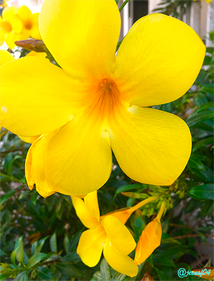 Allamanda-cathartica-1.png