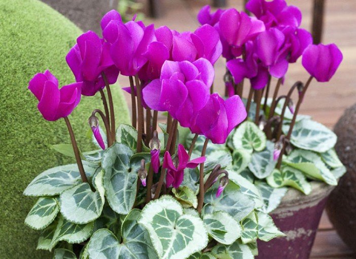 cyclamen-fm101015-161-l750-h512.jpg