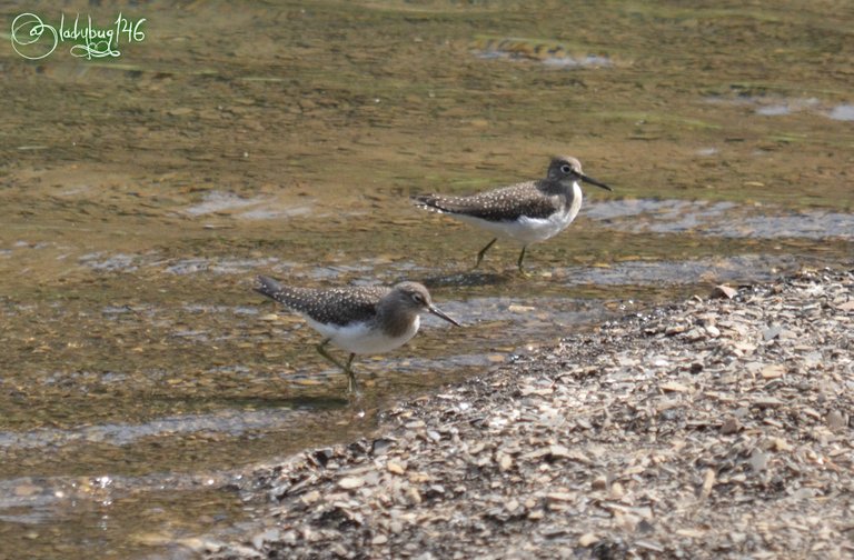 maligne lake birdie.jpg