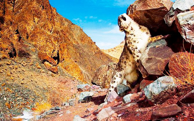 A-snow-leopard-in-Chitral-Gol-national-park.jpg