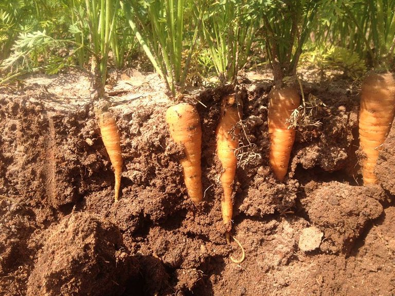 Full-Earth-Farm-Carrots-in-Soil-Profile.jpg