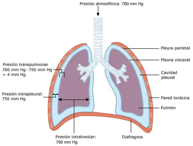 789px-2315_Intrapulmonary_and_Intrapleural_Pressure_es.png