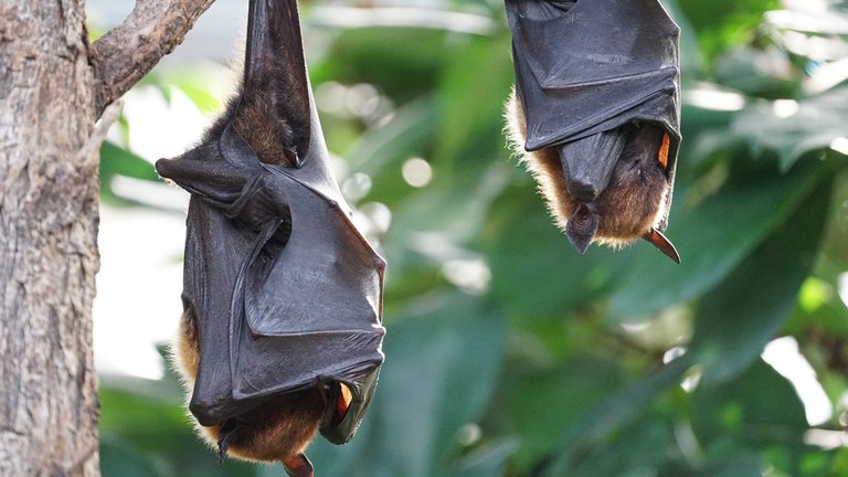 pipistrelli-e-coronavirus.jpg