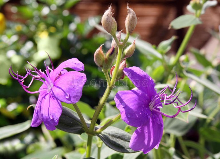 tibouchina-urvilleana-lasiandra-semidecandra-lilac-garden-tropical-flower-laziandra-51488440.jpg