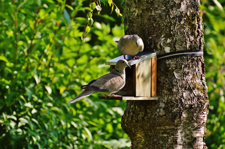 animal-aviary-bird-house-162943.jpg