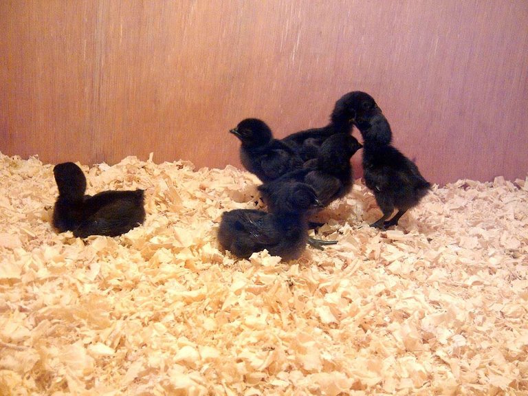 Raising Ayam Cemani.jpg