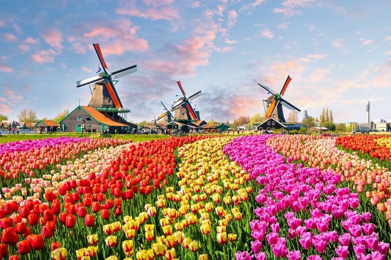 Landscape-with-tulips-traditional-dutch-windmills-and-houses-near-the-canal-in-Zaanse-Schans-Netherlands-Europe-min.jpg