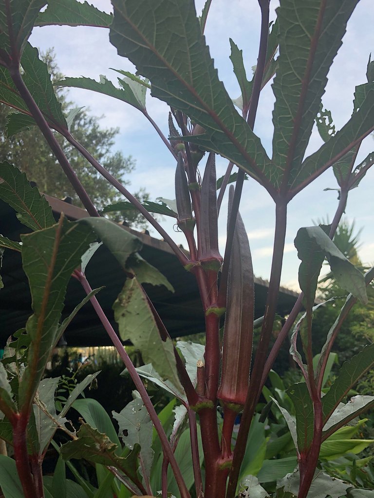 Red Okra