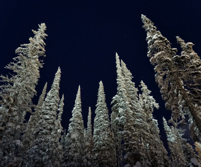 P3030676-jessicaoutside.com-snow-forest-forest-with-stars-1920.jpg