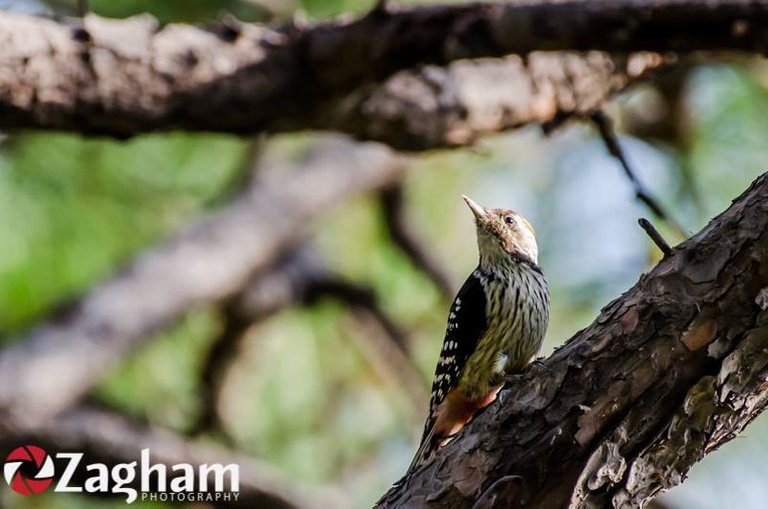 Brown-fronted woodpecker.jpg