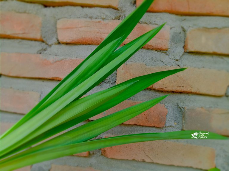 Pandan Leaves.jpg