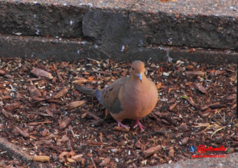 Mourning Dove PFW0268.JPG