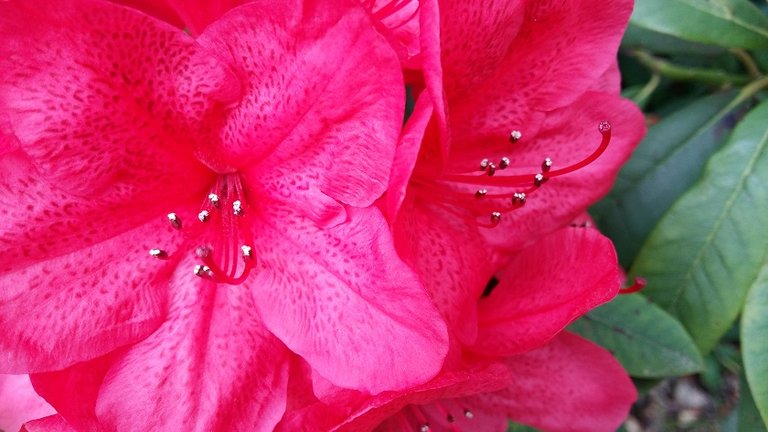 deep pink rhododendron.jpg