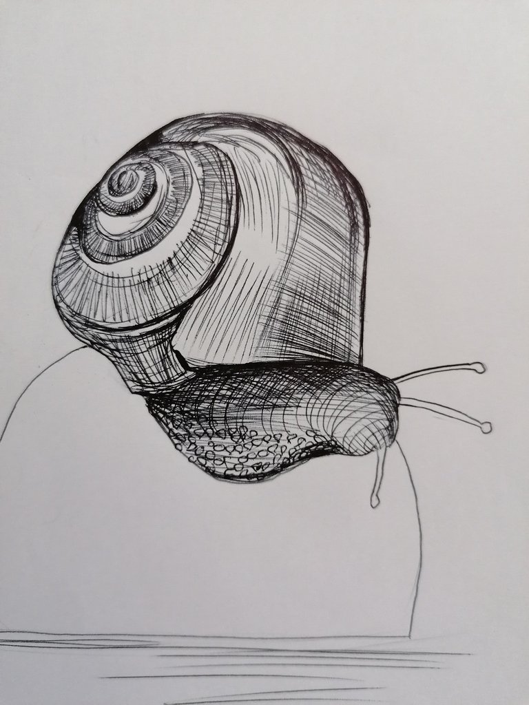 snail pen (9).jpg