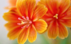 lewisia_flowers-t1.jpg