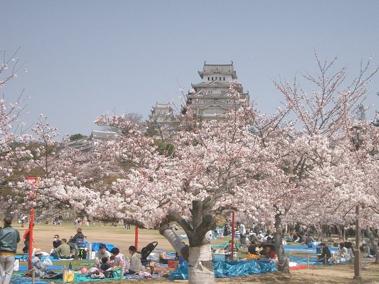 Castle_Himeji_sakura02.jpg