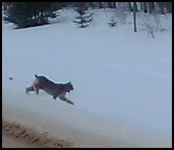 Lynx as it came off road into snowy ditch.JPG