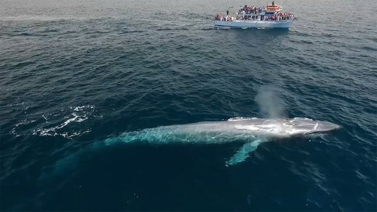 blue-whale-3.jpg