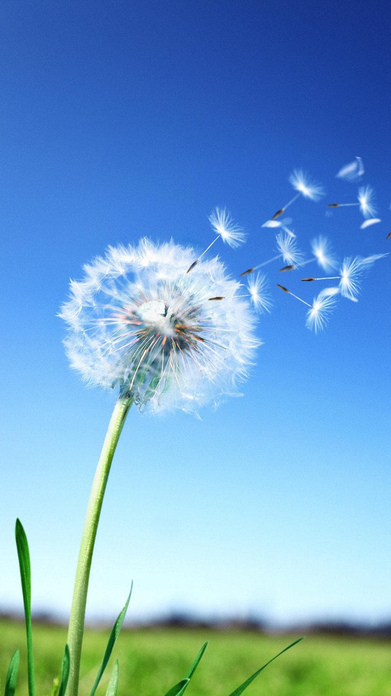 The dandelion.jpg