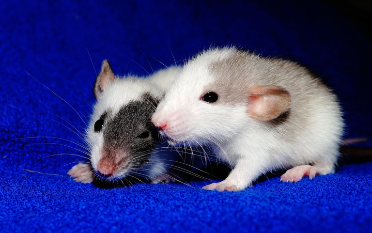 rat-1031859.jpg