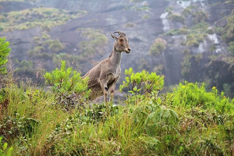 Nilgiri_thar_1.jpg