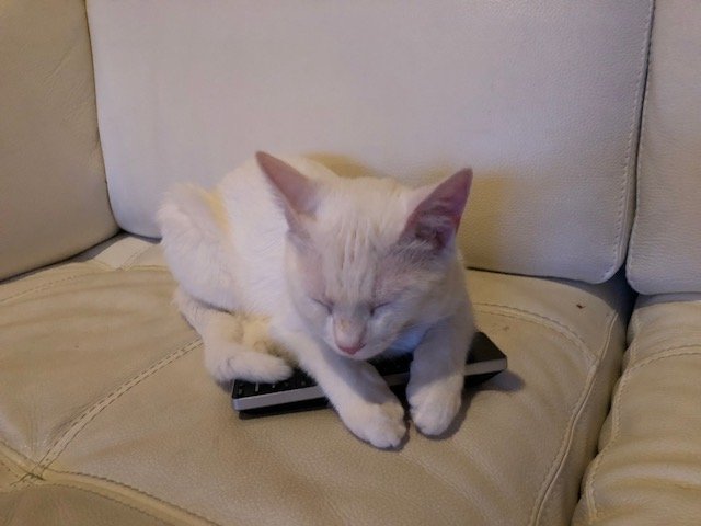 asleep with remote.jpg