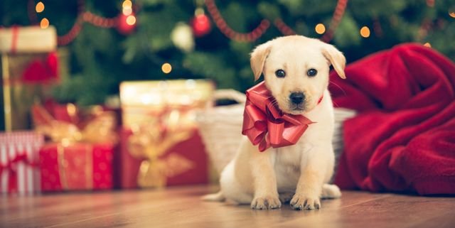 why-pets-make-good-gift-1563986298.jpg