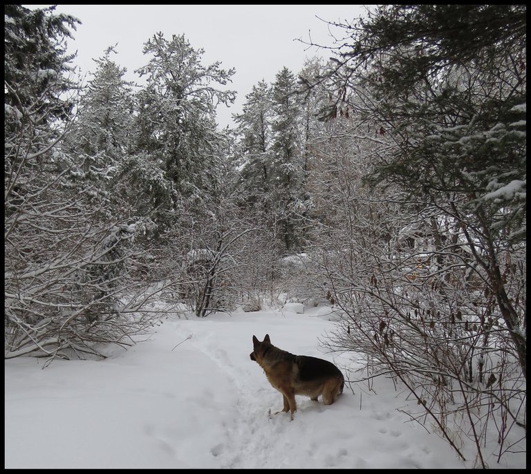 Bruno sitting in snow by snowy trees just coming into our yard.JPG